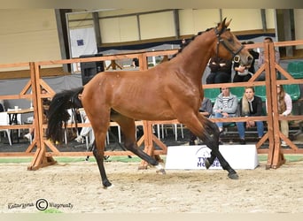 Holsteiner, Hengst, 2 Jahre, 164 cm, Brauner