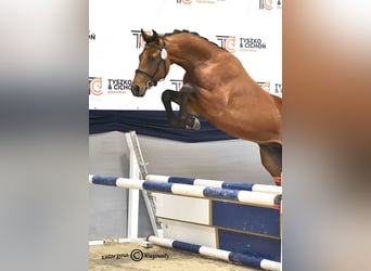 Holsteiner, Hengst, 2 Jahre, 164 cm, Brauner