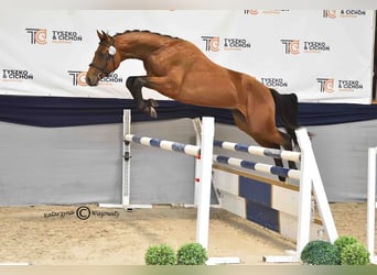 Holsteiner, Hengst, 2 Jahre, 164 cm, Brauner