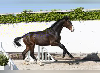 Holsteiner, Hengst, 2 Jahre, 164 cm, Dunkelbrauner