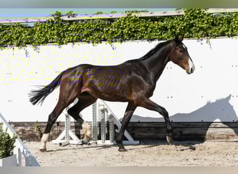 Holsteiner, Hengst, 2 Jahre, 164 cm, Dunkelbrauner