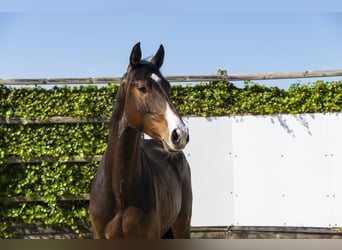 Holsteiner, Hengst, 2 Jahre, 164 cm, Dunkelbrauner