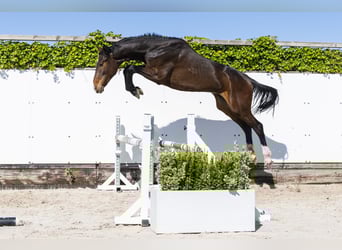 Holsteiner, Hengst, 2 Jahre, 164 cm, Dunkelbrauner