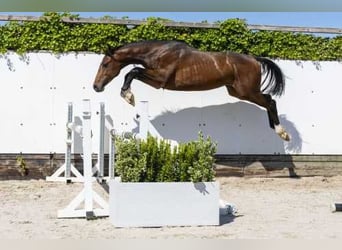 Holsteiner, Hengst, 2 Jahre, 165 cm, Brauner