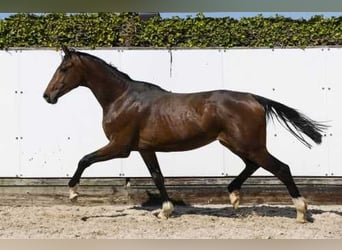 Holsteiner, Hengst, 2 Jahre, 165 cm, Brauner