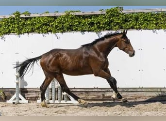 Holsteiner, Hengst, 2 Jahre, 165 cm, Brauner