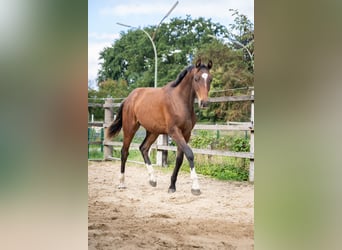 Holsteiner, Hengst, 2 Jahre, 165 cm, Brauner