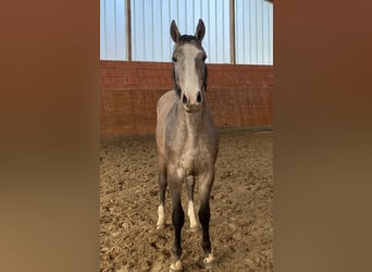 Holsteiner, Hengst, 2 Jahre, 165 cm, Schimmel