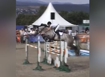 Holsteiner, Hengst, 2 Jahre, 165 cm, Schimmel