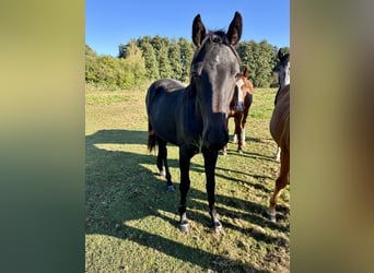 Holsteiner, Hengst, 2 Jahre, 165 cm, Schwarzbrauner