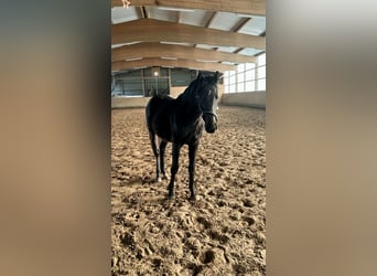 Holsteiner, Hengst, 2 Jahre, 165 cm, Schwarzbrauner