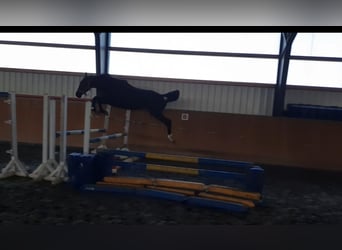 Holsteiner, Hengst, 2 Jahre, 166 cm, Schwarzbrauner