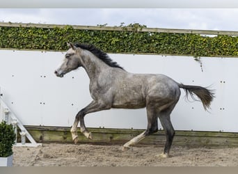 Holsteiner, Hengst, 2 Jahre, 166 cm