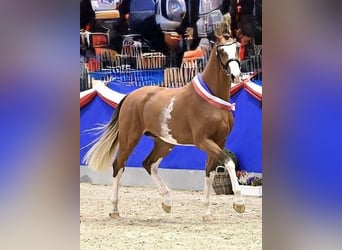 Holsteiner, Hengst, 2 Jahre, 168 cm, Brauner