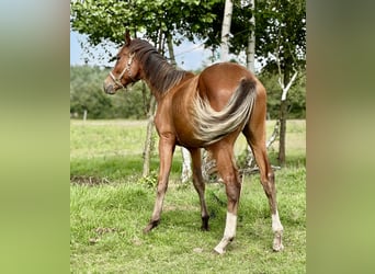 Holsteiner, Hengst, 2 Jahre, 168 cm, Brauner