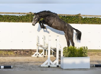 Holsteiner, Hengst, 2 Jahre, 169 cm, Apfelschimmel