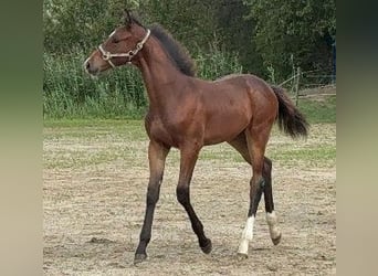 Holsteiner, Hengst, 2 Jahre, 169 cm, Brauner