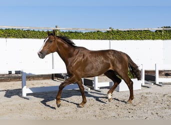 Holsteiner, Hengst, 2 Jahre, 170 cm