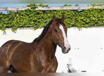 Holsteiner, Hengst, 2 Jahre, 170 cm
