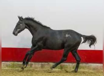 Holsteiner, Hengst, 2 Jahre, 170 cm, Schwarzbrauner