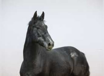 Holsteiner, Hengst, 2 Jahre, 170 cm, Schwarzbrauner