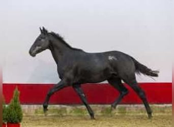 Holsteiner, Hengst, 2 Jahre, 170 cm, Schwarzbrauner