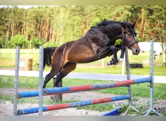Holsteiner, Hengst, 2 Jahre, 175 cm, Schwarzbrauner