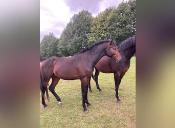 Holsteiner, Hengst, 2 Jahre, Brauner