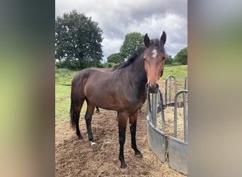 Holsteiner, Hengst, 2 Jahre, Brauner