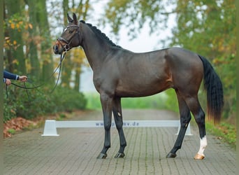 Holsteiner, Hengst, 2 Jahre, Brauner