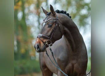 Holsteiner, Hengst, 2 Jahre, Brauner