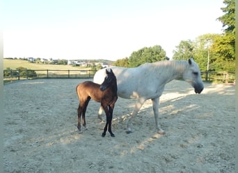 Holsteiner, Hengst, 2 Jahre, Schimmel