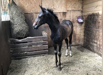 Holsteiner, Hengst, 2 Jahre