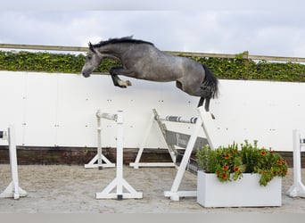 Holsteiner, Hengst, 3 Jaar, 159 cm, Schimmel