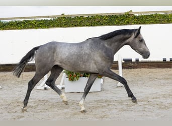 Holsteiner, Hengst, 3 Jaar, 159 cm, Schimmel