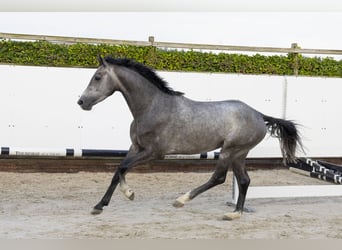 Holsteiner, Hengst, 3 Jaar, 159 cm, Schimmel