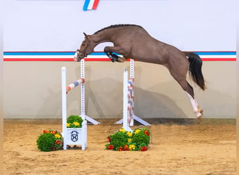 Holsteiner, Hengst, 3 Jaar, 160 cm, Bruin