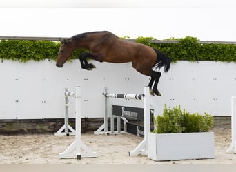 Holsteiner, Hengst, 3 Jaar, 164 cm, Bruin