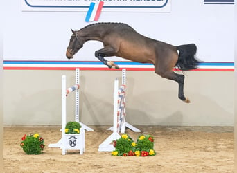 Holsteiner, Hengst, 3 Jaar, 165 cm, Bruin