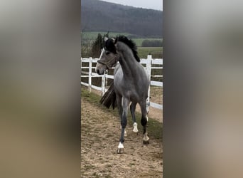 Holsteiner, Hengst, 3 Jaar, 165 cm, Schimmel