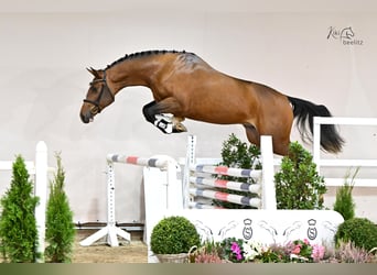 Holsteiner, Hengst, 3 Jaar, 168 cm, Bruin