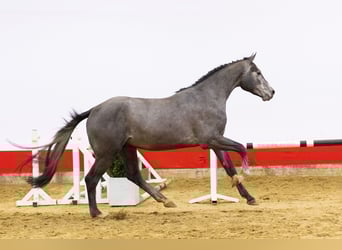 Holsteiner, Hengst, 3 Jaar, 170 cm, Schimmel