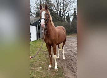 Holsteiner, Hengst, 3 Jaar, 170 cm, Vos
