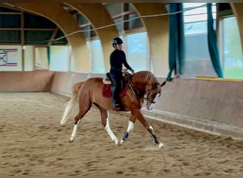 Holsteiner, Hengst, 3 Jaar, 170 cm, Vos