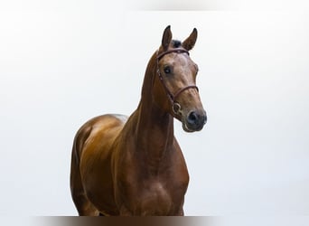 Holsteiner, Hengst, 3 Jaar, 171 cm, Bruin