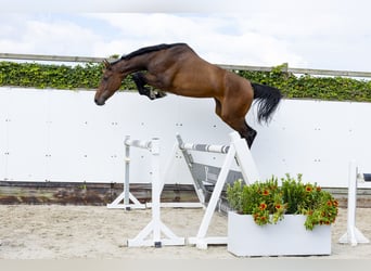 Holsteiner, Hengst, 3 Jaar, 171 cm, Bruin