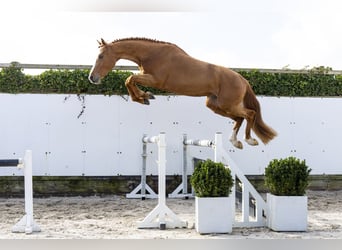 Holsteiner, Hengst, 3 Jaar, 171 cm