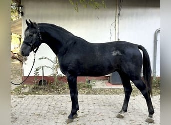 Holsteiner, Hengst, 3 Jaar, 173 cm