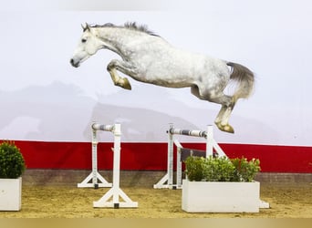 Holsteiner, Hengst, 3 Jaar, 177 cm, kan schimmel zijn