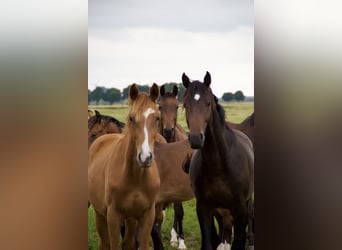 Holsteiner, Hengst, 3 Jaar, Bruin